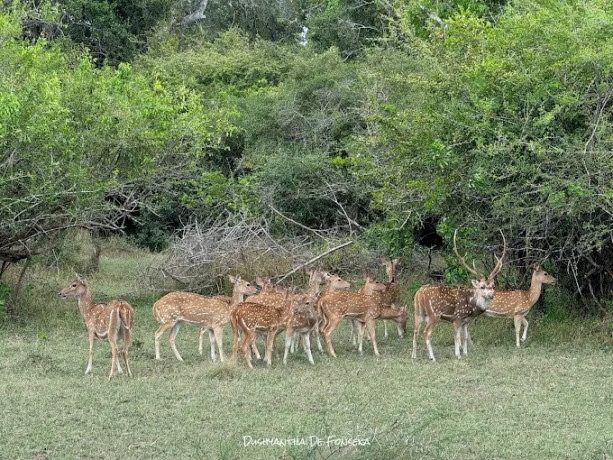 explore-the-wilderness-of-kumana-national-park-big-0