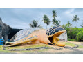 discover-the-ahungalla-sea-turtles-conservation-project-protecting-marine-life-in-sri-lanka-small-4