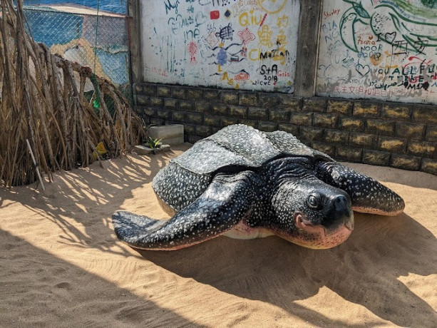 discover-the-ahungalla-sea-turtles-conservation-project-protecting-marine-life-in-sri-lanka-big-3