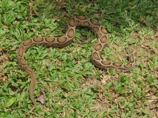 Exploring Snake Farm Weligama: A Glimpse into Traditional Serpent Farming