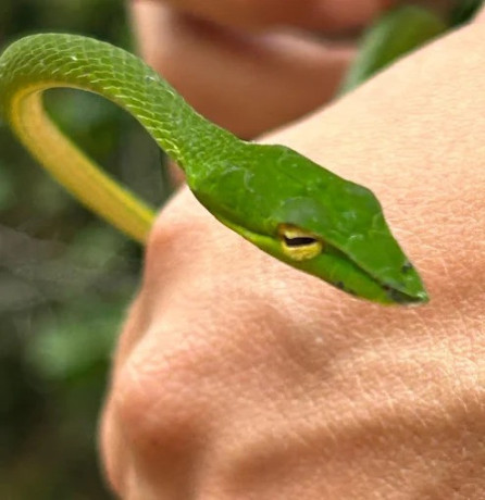 exploring-snake-farm-weligama-a-glimpse-into-traditional-serpent-farming-big-3