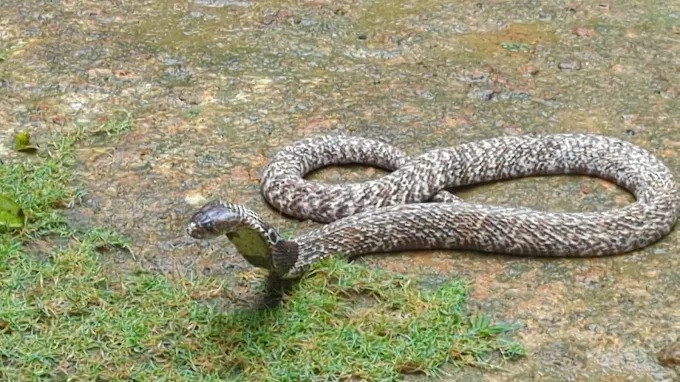 exploring-snake-farm-weligama-a-glimpse-into-traditional-serpent-farming-big-1