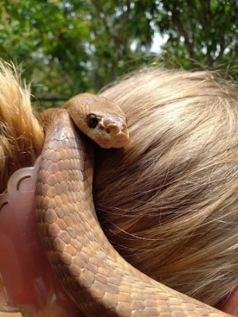 exploring-snake-farm-weligama-a-glimpse-into-traditional-serpent-farming-big-2