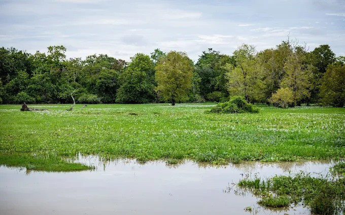 explore-lahugala-kitulana-national-park-a-hidden-gem-for-wildlife-and-nature-enthusiasts-big-4