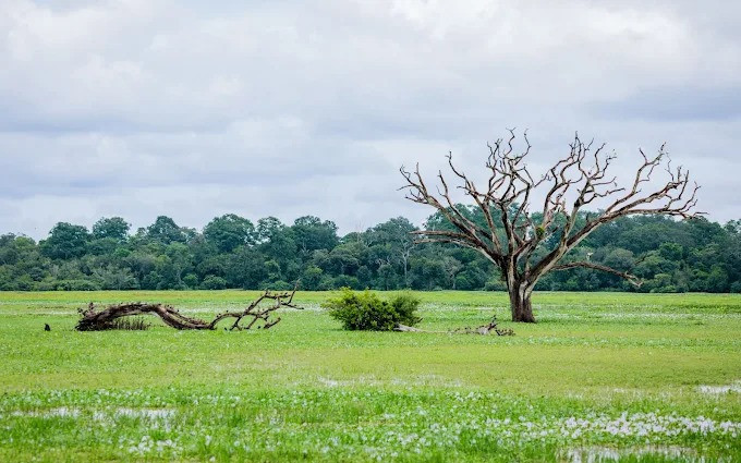 explore-lahugala-kitulana-national-park-a-hidden-gem-for-wildlife-and-nature-enthusiasts-big-3