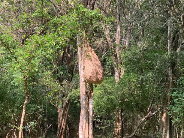 explore-lahugala-kitulana-national-park-a-hidden-gem-for-wildlife-and-nature-enthusiasts-big-0