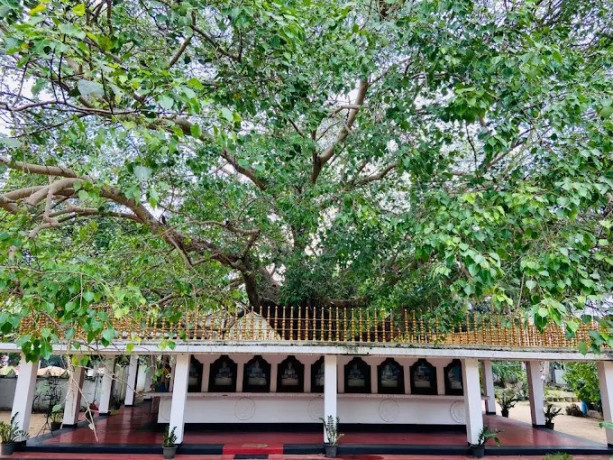 explore-sri-mangalarama-raja-maha-viharaya-a-sacred-and-historic-buddhist-temple-in-sri-lanka-big-1