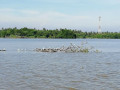 exploring-the-serenity-and-biodiversity-of-negombo-lagoon-small-0