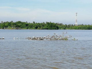 Exploring the Serenity and Biodiversity of Negombo Lagoon