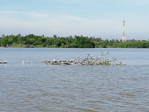 exploring-the-serenity-and-biodiversity-of-negombo-lagoon-big-0