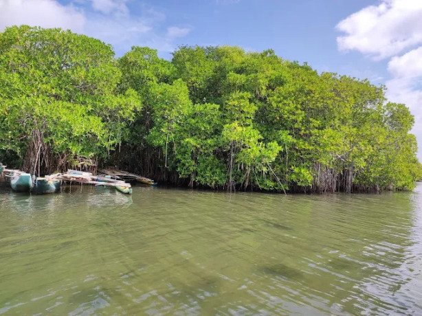 exploring-the-serenity-and-biodiversity-of-negombo-lagoon-big-3