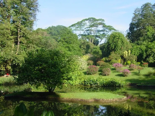 gampaha-botanical-garden-a-lush-oasis-of-tropical-flora-and-tranquility-big-4