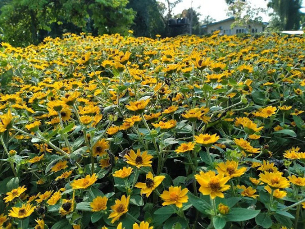 gampaha-botanical-garden-a-lush-oasis-of-tropical-flora-and-tranquility-big-3