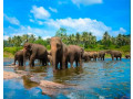 elephant-village-a-sanctuary-for-sri-lankas-majestic-giants-small-0