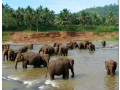 elephant-village-a-sanctuary-for-sri-lankas-majestic-giants-small-2