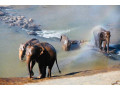 elephant-village-a-sanctuary-for-sri-lankas-majestic-giants-small-1