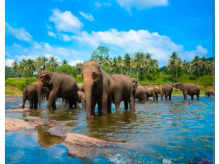 Elephant Village: A Sanctuary for Sri Lanka’s Majestic Giants