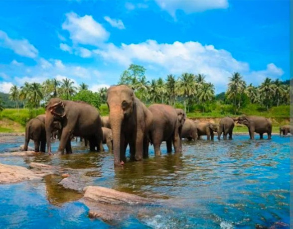 elephant-village-a-sanctuary-for-sri-lankas-majestic-giants-big-0