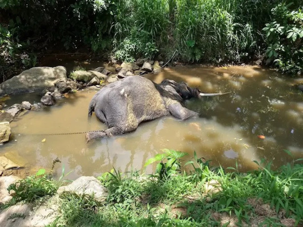 elephant-village-a-sanctuary-for-sri-lankas-majestic-giants-big-4