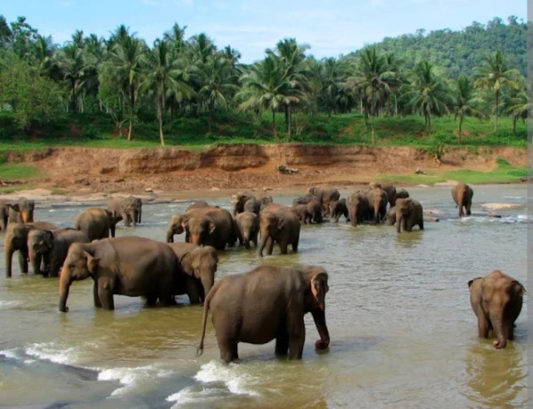 elephant-village-a-sanctuary-for-sri-lankas-majestic-giants-big-2