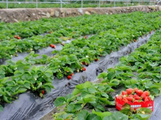 Sen Horti Strawberry Farm: A Berry Delight in Sri Lanka’s Scenic Hills