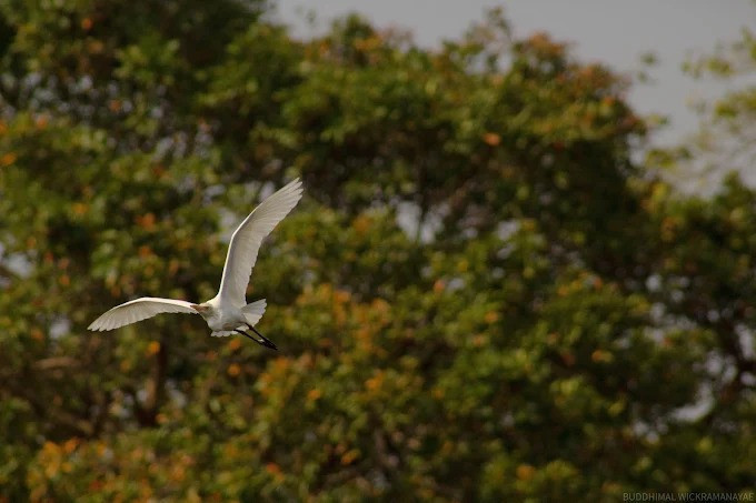 kalawewa-national-park-a-pristine-sanctuary-of-wildlife-and-natural-beauty-big-1