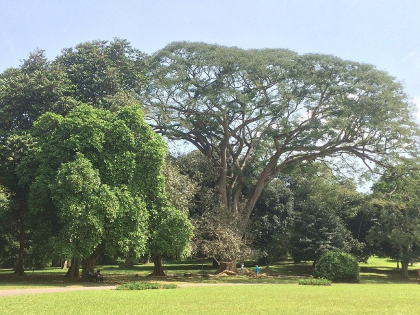 discovering-the-splendor-of-the-royal-botanical-gardens-big-3