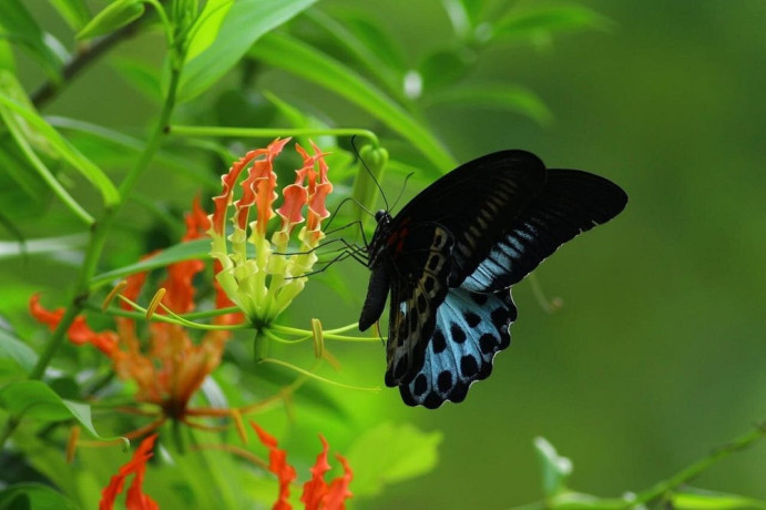 discover-the-tranquility-of-ceylon-kingsmen-garden-big-2