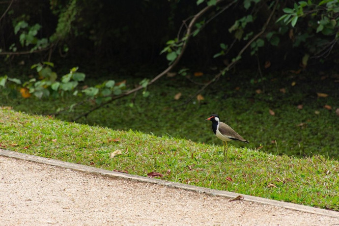 explore-the-serenity-of-urban-wetland-park-big-2