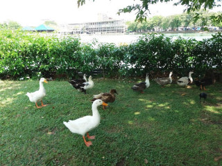 Explore Tranquility and Fun at Gangaramaya Park