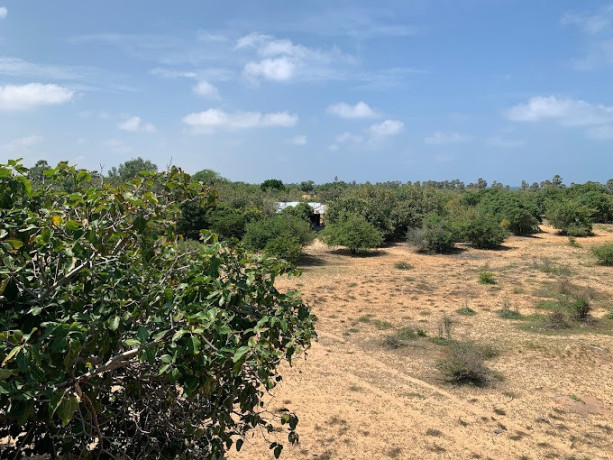 discover-the-wonders-of-nature-at-chundikulam-bird-sanctuary-big-1