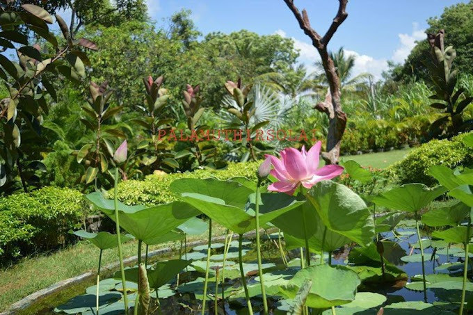 explore-nature-and-beauty-at-palamuthirsolai-park-plant-nursery-big-1