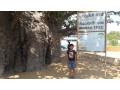 discover-the-majestic-baobab-tree-at-pallimunai-mannar-small-1