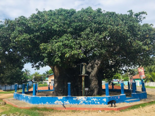 Discover the Majestic Baobab Tree at Pallimunai, Mannar