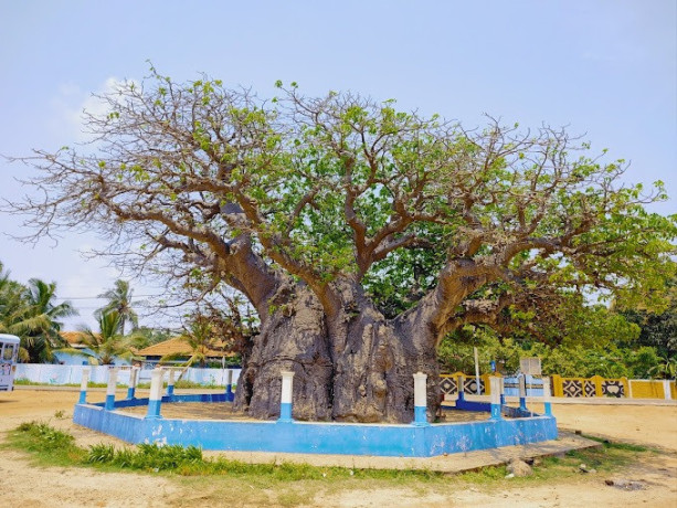 discover-the-majestic-baobab-tree-at-pallimunai-mannar-big-3