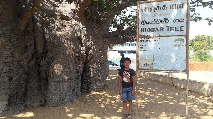 discover-the-majestic-baobab-tree-at-pallimunai-mannar-big-1