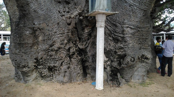 discover-the-majestic-baobab-tree-at-pallimunai-mannar-big-2