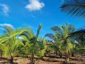 discover-the-tranquility-of-nochchimoddai-coconut-farm-small-1