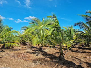 Discover the Tranquility of Nochchimoddai Coconut Farm