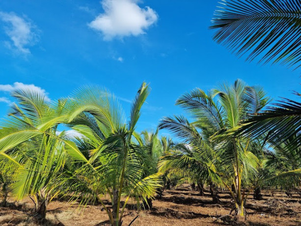 discover-the-tranquility-of-nochchimoddai-coconut-farm-big-1