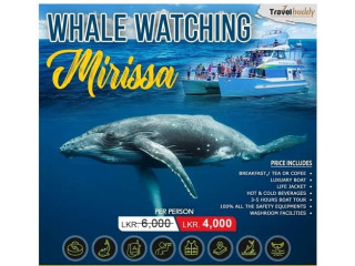 Whale Watching in Mirissa – Special Offer 🐳