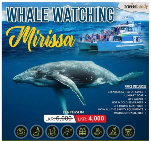 whale-watching-in-mirissa-special-offer-big-0