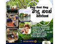 buddhi-boat-safari-in-matara-small-0