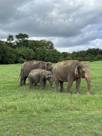 kaudulla-national-park-safari-in-polonnaruwa-big-2