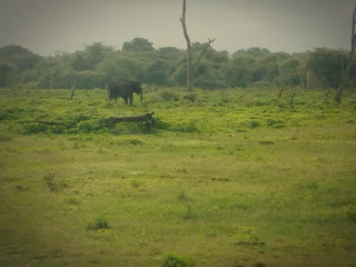 Chameera Yala Safari in Hambantota