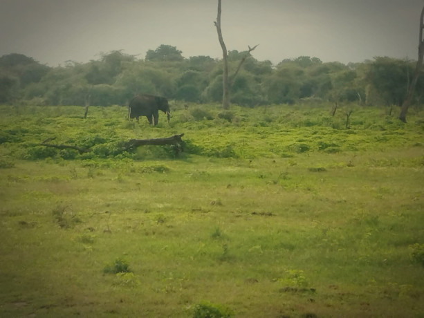 chameera-yala-safari-in-hambantota-big-0