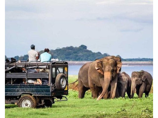 Jeep Safari Habarana in Dambulla