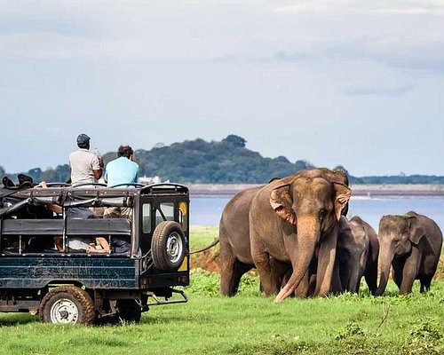 jeep-safari-habarana-in-dambulla-big-0