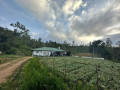 marigold-generals-bungalow-nuwaraeliya-small-2