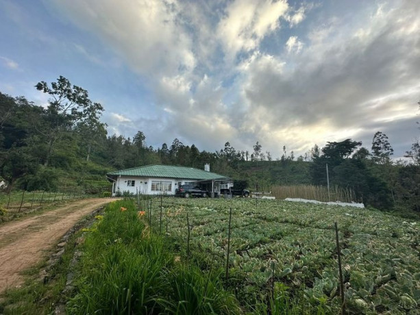 marigold-generals-bungalow-nuwaraeliya-big-2